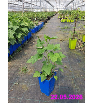Ribes nigrum 'Titania' RP 1,6 L